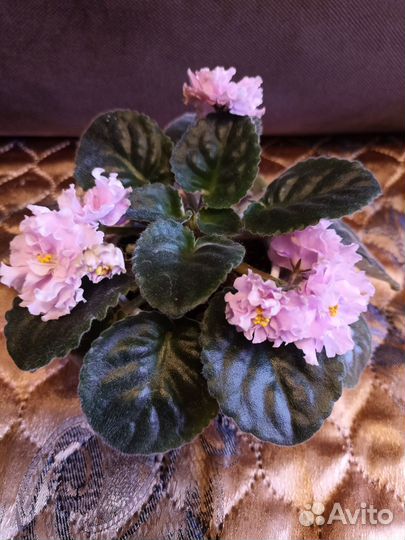 Фиалка махровая цветущая, глоксини цветущие