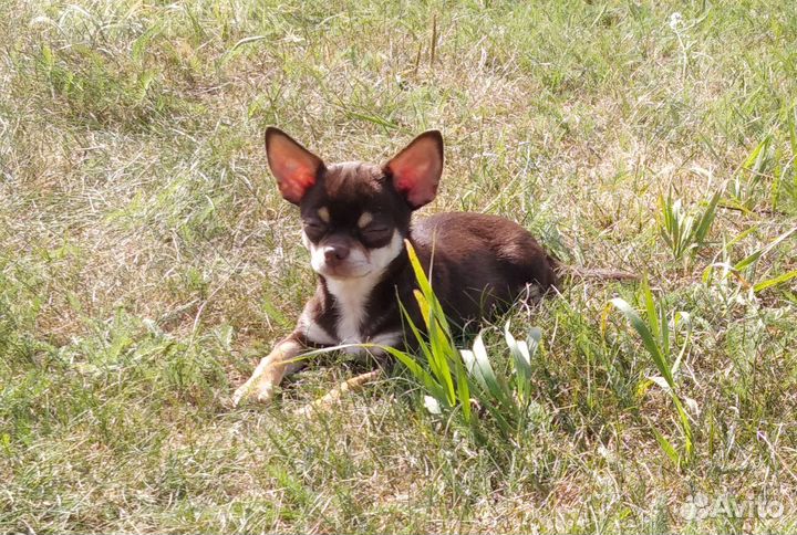 Чихуахуа мини девочка