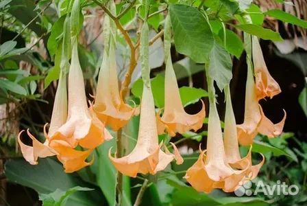 Бругмансия