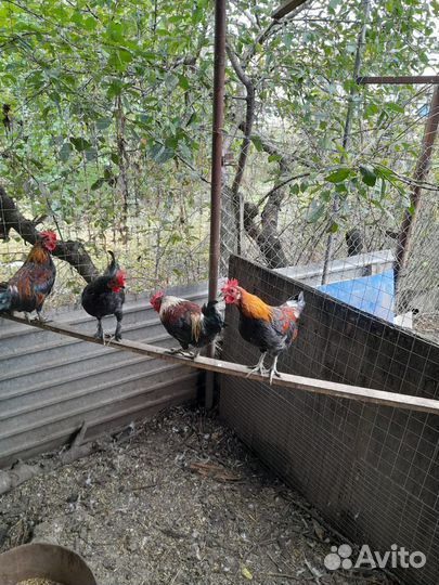 Петух карликовые, бентамка, королек