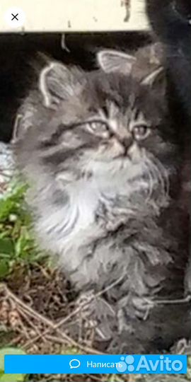 Персидская