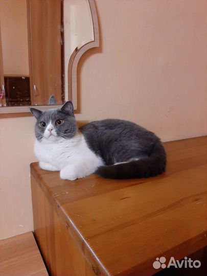 Британский кот с документами.Голубой биколор