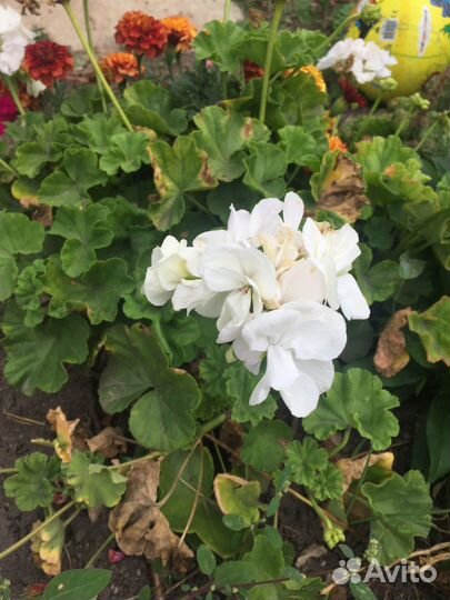 Герань, пеларгония