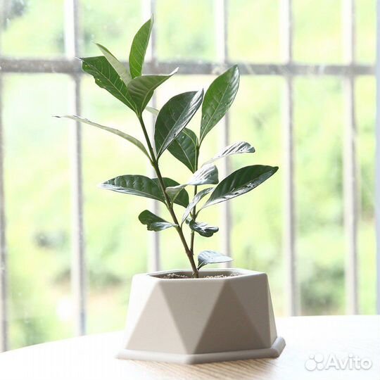 Кашпо для цветов из гипса