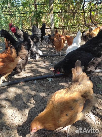 Куры молодки