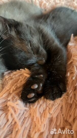 Подарим котят в добрые руки