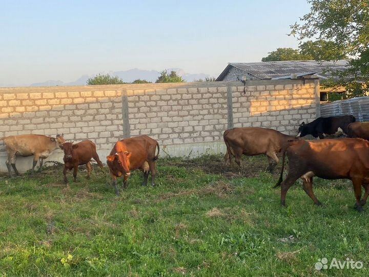 Продается крс