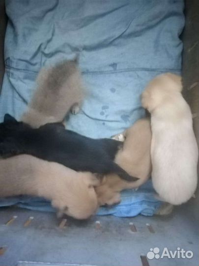 Щенки чихуахуа мини