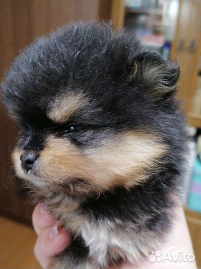 Щенки шпица