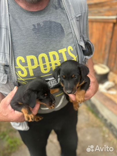 Щенки ягдтерьера