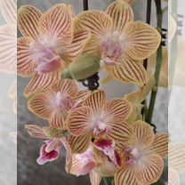 Орхидея фаленопсис Мультифлора