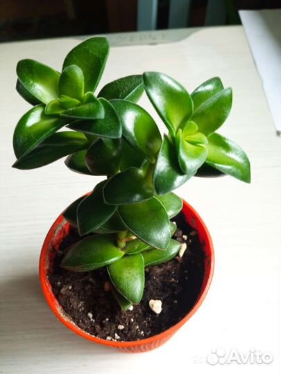 Суккуленты разные