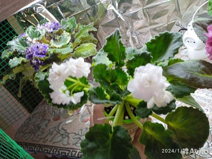 Фиалки сортовые