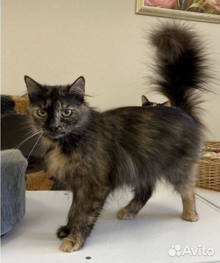 Не любят ласковую