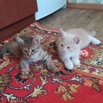 Кошечка и котик в добрые ручки