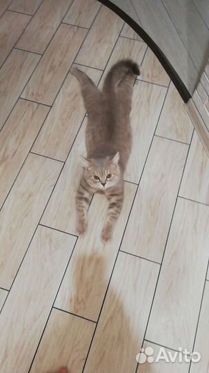 Шотландский кот вязка