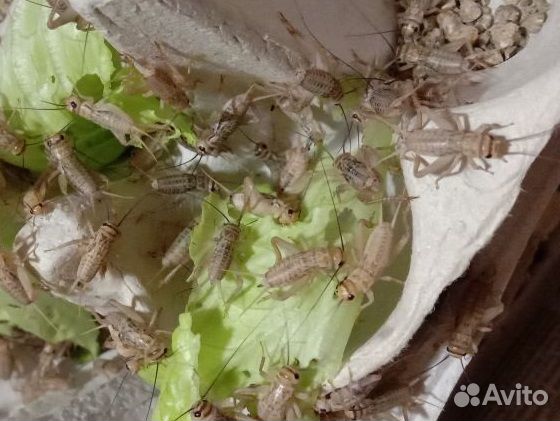 Живой Сверчок домовой, сверчки,зофобас