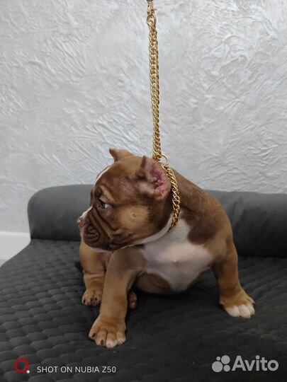 Щенок Американский булли