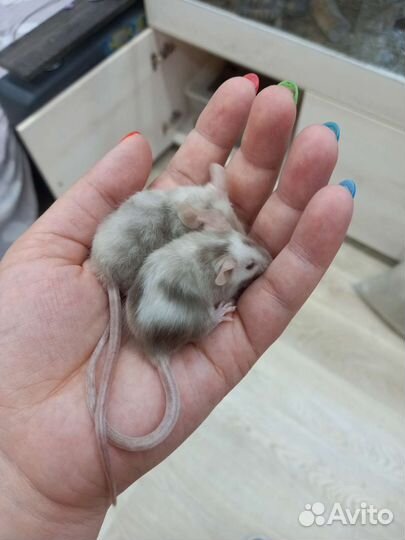 Мыши сатиновые