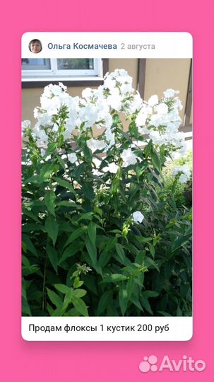 Саженцы флоксов