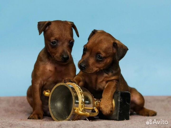 Цвергпинчер отличные щенки