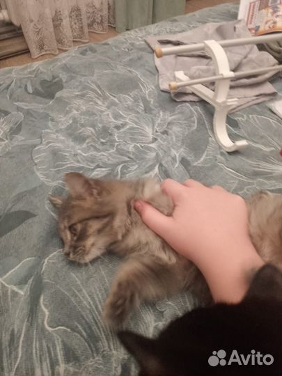 Серый,пушистый,красивый котик очень хочет в семью