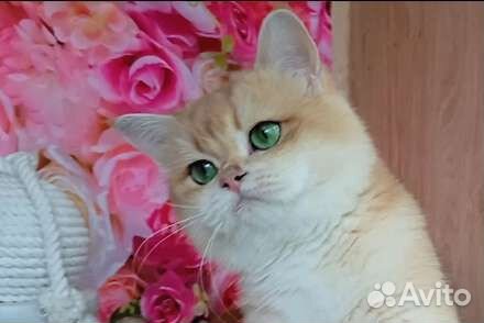 Шотландский кот ny12