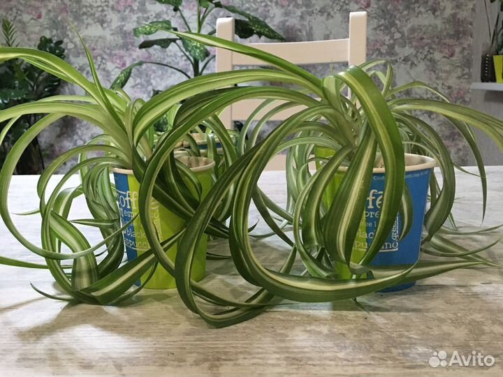 Хлорофитум