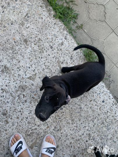 Щенки стаффорда