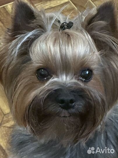 Йоркширский терьер