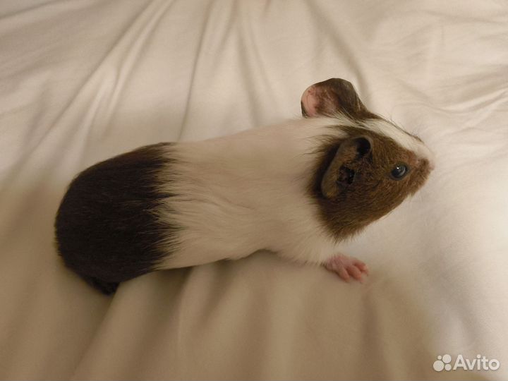 Морская свинка