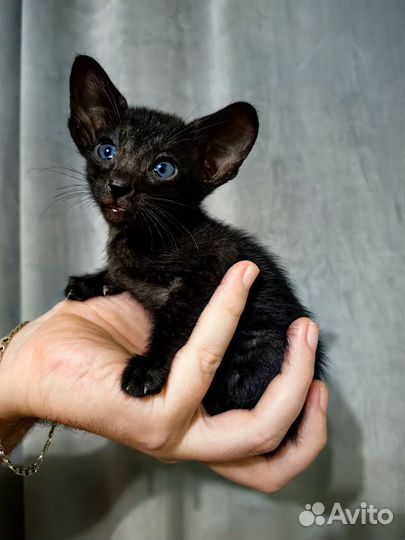 Ориентальные котята