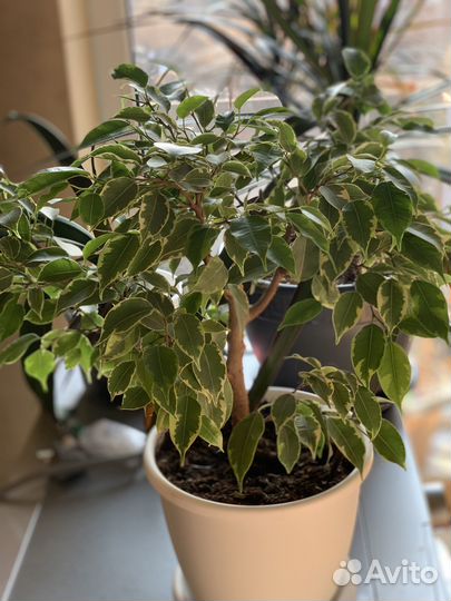 Фикус бенджамина