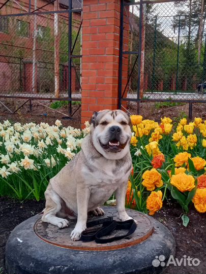 Ка де бо кобель вязка