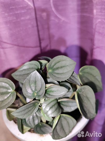 Пеперомия наполи найт