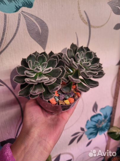 Эхеверия Green Velvet (грин велвет)