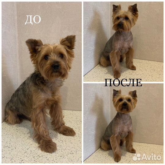 Груминг собак и кошек