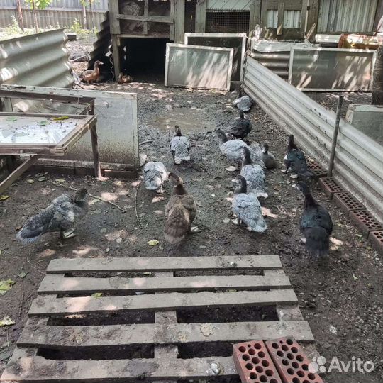 Индоутка - мускусная утка,утята