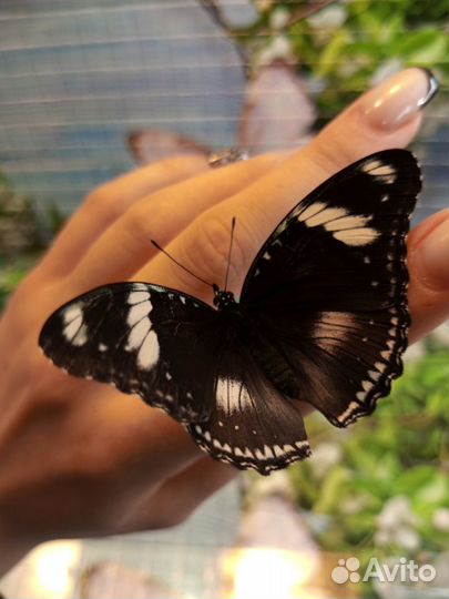 Увлекательная детская ферма тропических бабочек