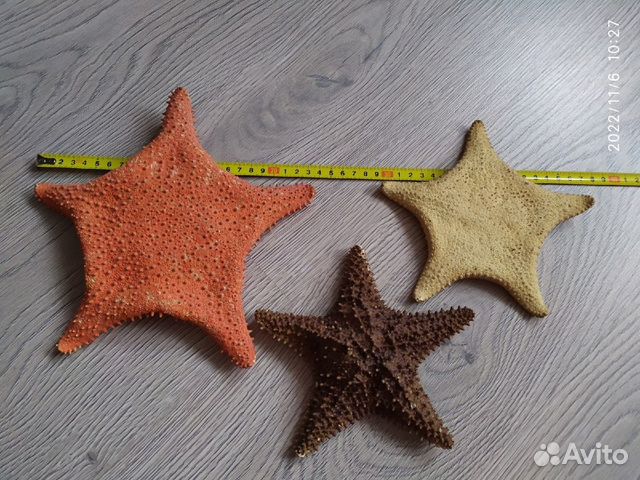 Морская звезда