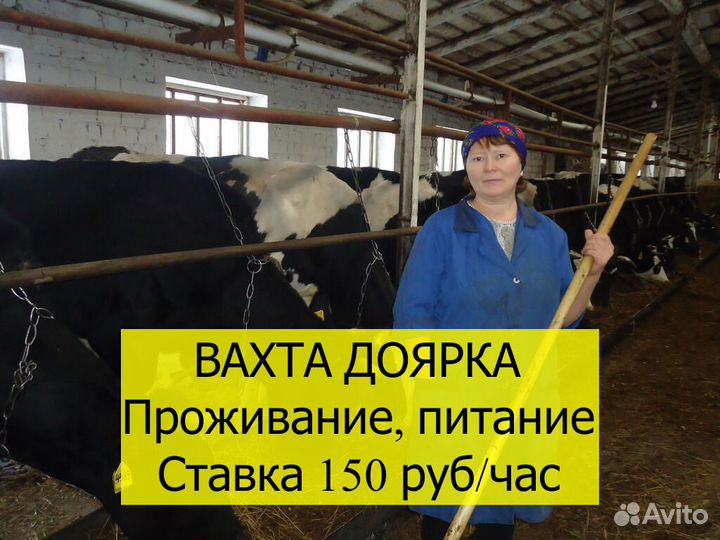 Дояр вахта еженедельная оплата