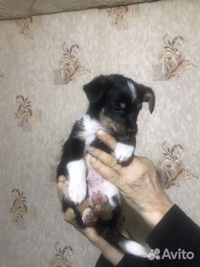 Щенки домашние