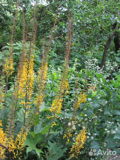 Саженцы садовых цветов