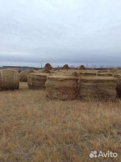 Продам сено в рулонах