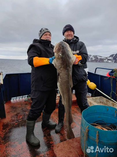 Териберка +Киты