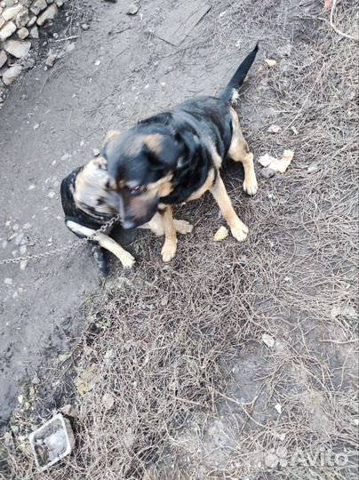 Крупные щенки - девочки