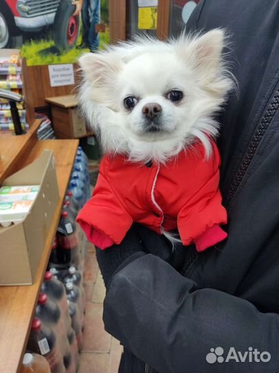 Вязка собак