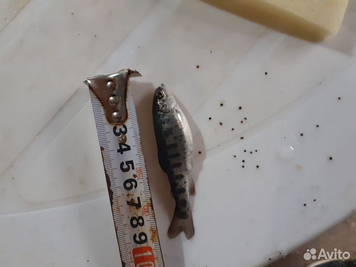 Малек форели (самки)