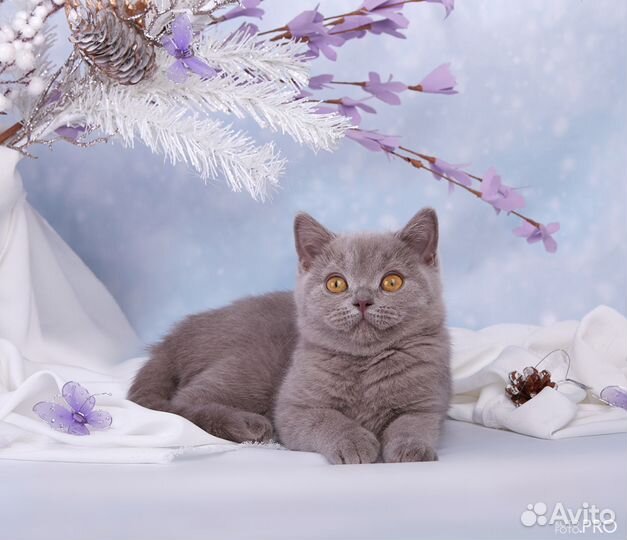 Британский котенок