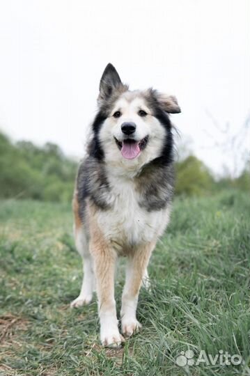 Собака (Бусинка)